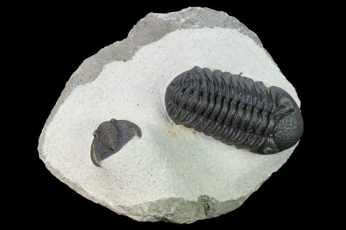 Morocops Trilobite With Cornuproetus - Morocco #165969